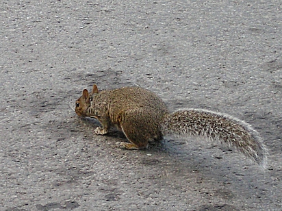 Montreal squirrel