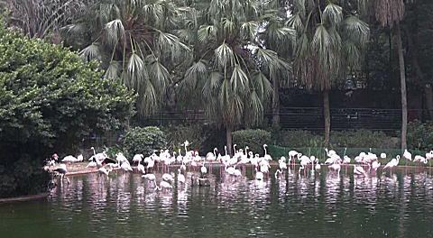 flamingo, Kowloon Park