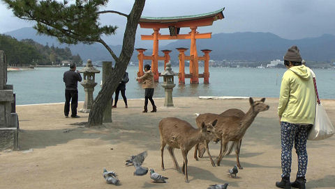 Sacred deer, Itsukushima Shrine