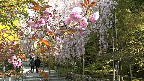 Ryoanji Gardens, Kyoto