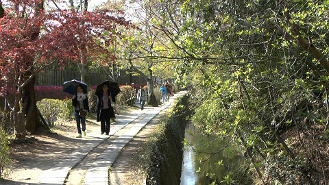 Philosopher's Walk, Kyoto