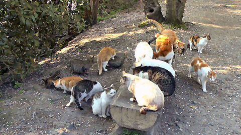 Cats on the Philosopher's Walk, Kyoto
