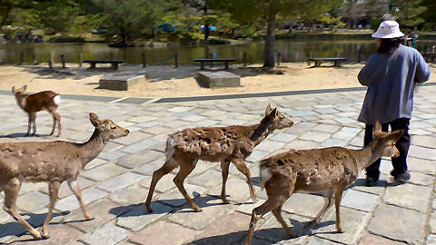 Nara Deer Park, Japan