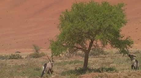 Gemsbokke (Oryx), Sossusvlei
