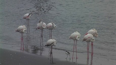 Greater and lesser flamingo, Wallvis Bay Lagoon