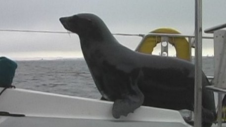 Hansie the seal comes aboard