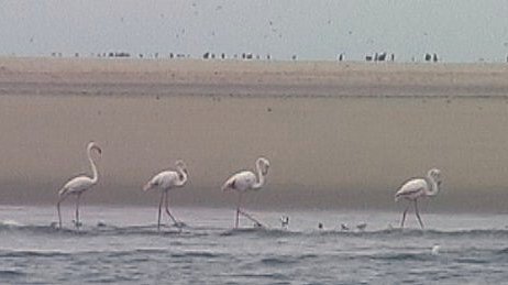 Flamingo, Walvis Bay Lagoon