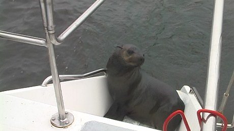 Seal pup, Walvis Bay Lagoon
