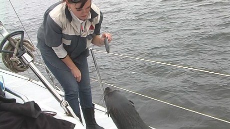 Seal pup feeding aboard cat