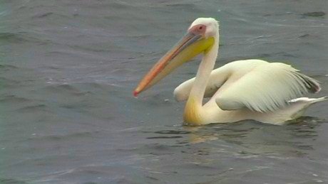 Pelican over Walvis Bay