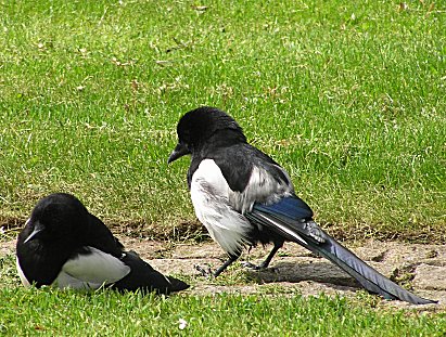 Magpies Glasgow Green