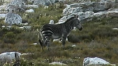 Cape Zebra - Cape of Good Hope