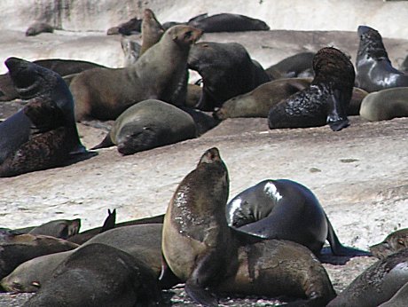 South African Fur Seals, Duiker Island