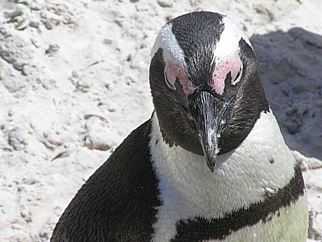 Penguins, Cape Peninsula, South Africa