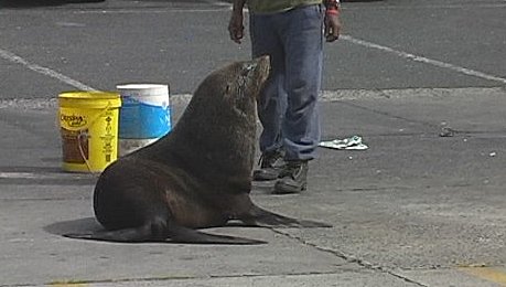 Fur Seal on Mariner's Wharf, Hout Bay