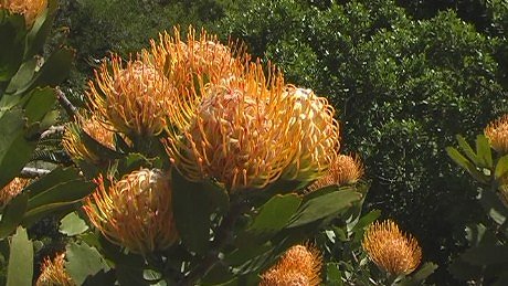 Protea at Featherbed