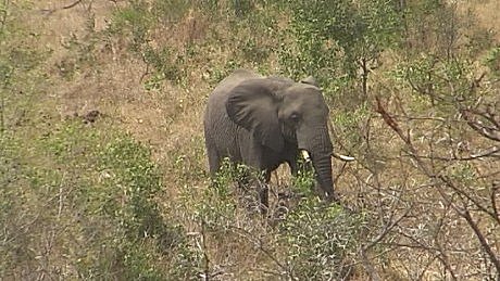 Kruger Elephant/Olifant
