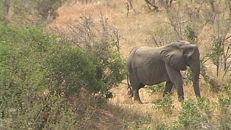 Kruger Olifant/Elephant