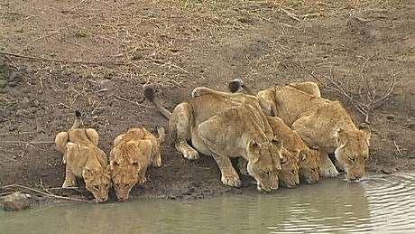 lioness mother, four cubs and aunt