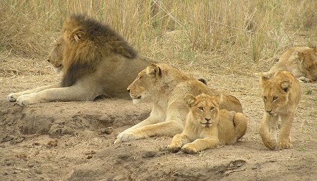 lion father, mother and three cubs
