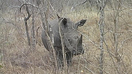 white rhino - wit renoster - umkhombe, Mala Mala