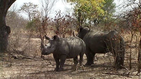 Rhino, Main Camp Mala Mala