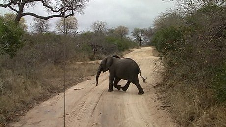 elephant (olifant) (indlovu)