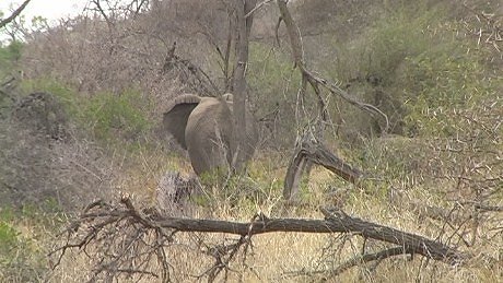 elephant (olifant) (indlovu) Mala Mala