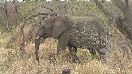 elephant (olifant) (indlovu) Mala Mala