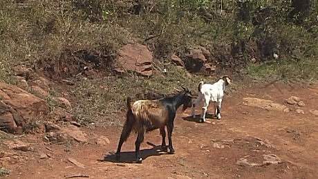 goats near Mkuze