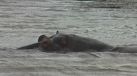 Vincent the Hippo, St Lucia Estuary