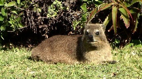  Hyrax at Stormsriver Mouth
