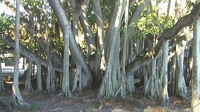 Banyan Tree, Fort Myers