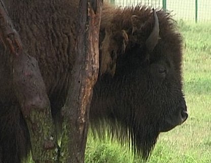 Bison on Interstae 40 at Indian Trading Post