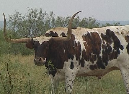 Texas Longhorn on Interstae 40