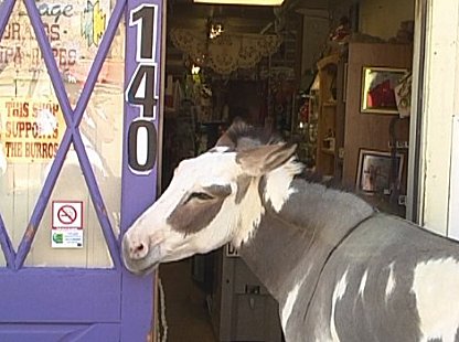 Burros (wild poneys) at Oatman