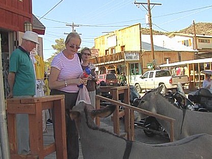 Burros (wild horses) at Oatman