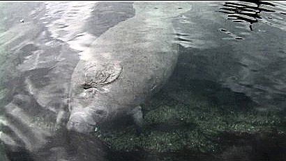 manatee Wakulla Springs