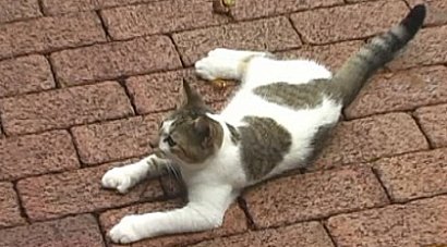 Hemmingway House ploydactyl cat Key West