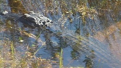 Everglades alligator, Shark Valley Slough