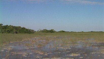 Tram Ride, Everglades