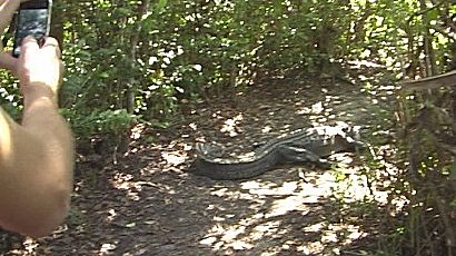 Walking in the Everglades - alligator on path