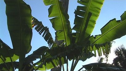 Banana Trees Edison Winter Estate, Fort Myers