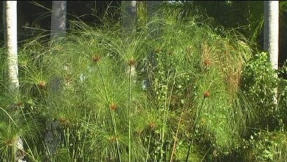 Papyrus Grass Edison Winter Estate, Fort Myers