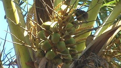 Palm Tree, Fort Myers